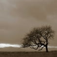 thumbnail image 2 of PhotoINC Studio 26x26 Black Ornate Wood Framed with Double Matting Museum Art Print Titled - Survivor, 2 of 4