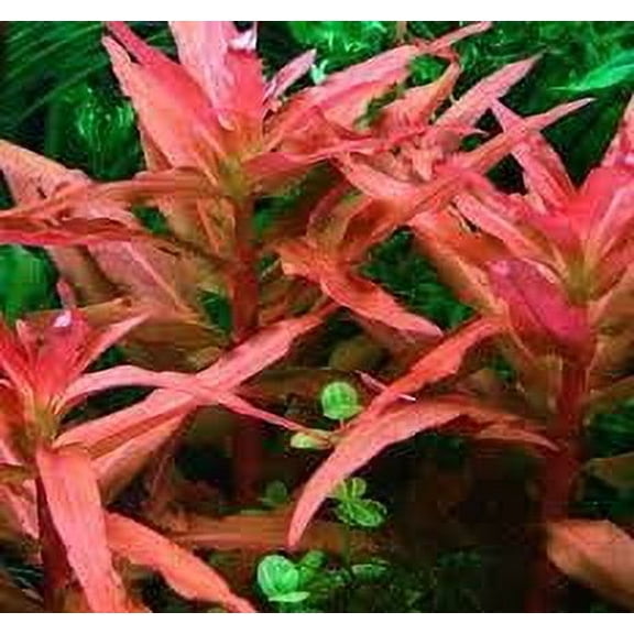 Ammania Senegalensis (5-8 Inches)