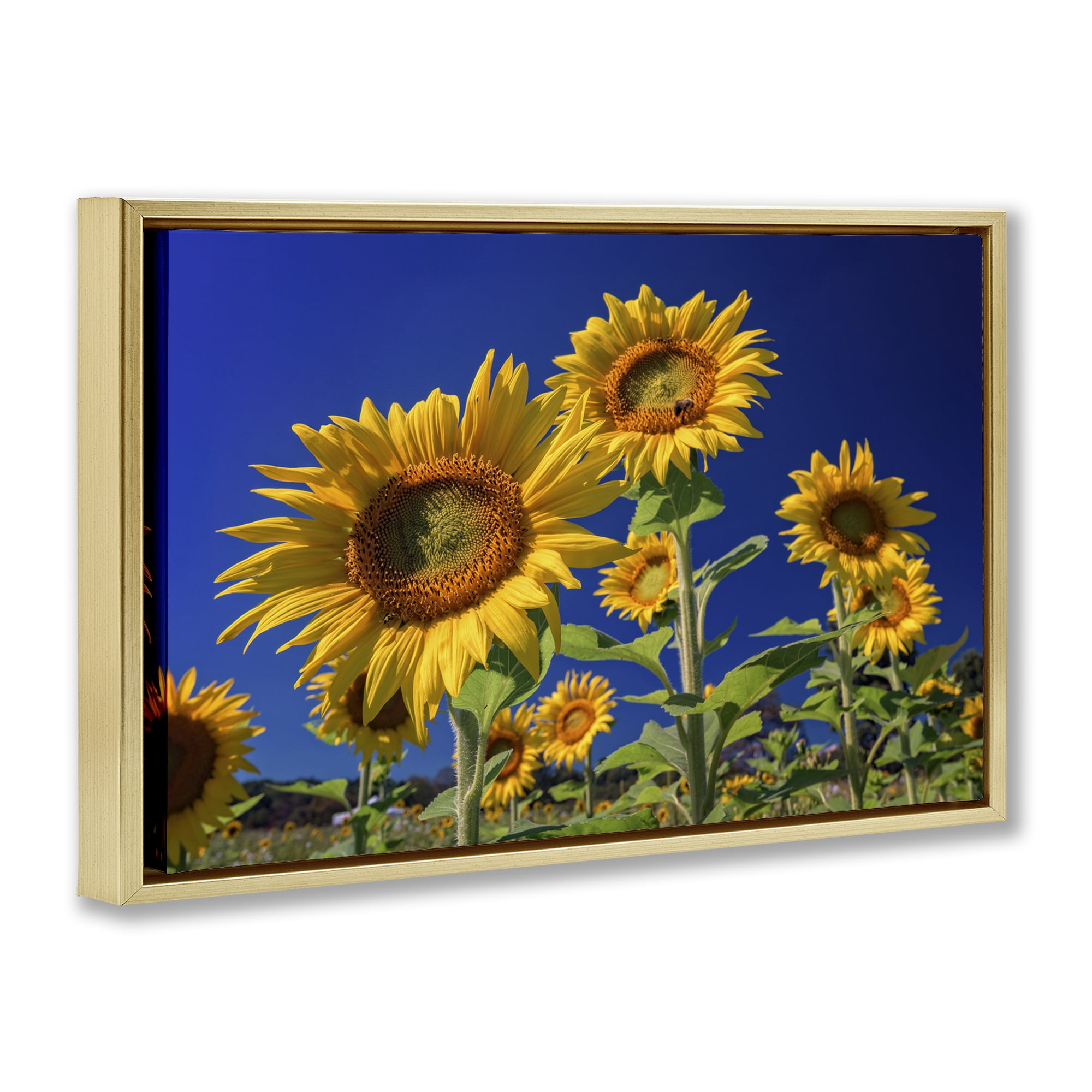 Stupell Industries Bright Sunflowers with Blue Sky Plants & Flowers Photography Gold Floater Framed Canvas Art Print Wall Art, 31 x 21