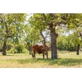 thumbnail image 2 of Wilson, Emily M. 32x23 White Modern Wood Framed Museum Art Print Titled - Marble Falls-Texas-USA-Longhorn cattle in the Texas Hill Country, 2 of 4