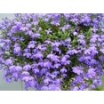thumbnail image 1 of 200 LILAC Purple LOBELIA REGATTA Lobelia Erinus Flower Seeds, 1 of 5