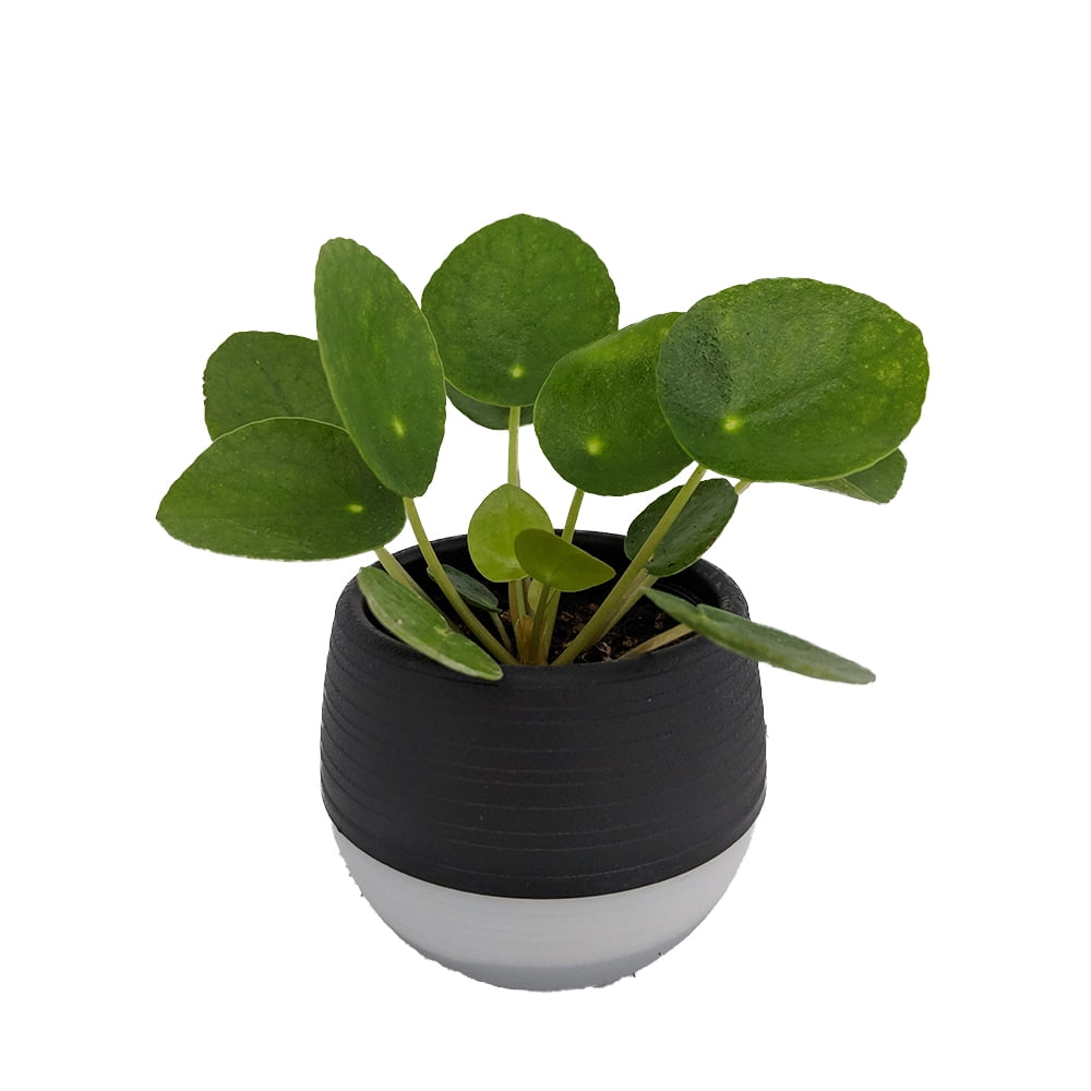 Chinese Money Plant Pilea peperomioides in 3&quot; Black Self
