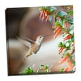 thumbnail image 1 of Gango Home Decor Hummingbird by Stan Hellmann (Ready to Hang); One 24x24in Hand-Stretched Canvas, 1 of 4