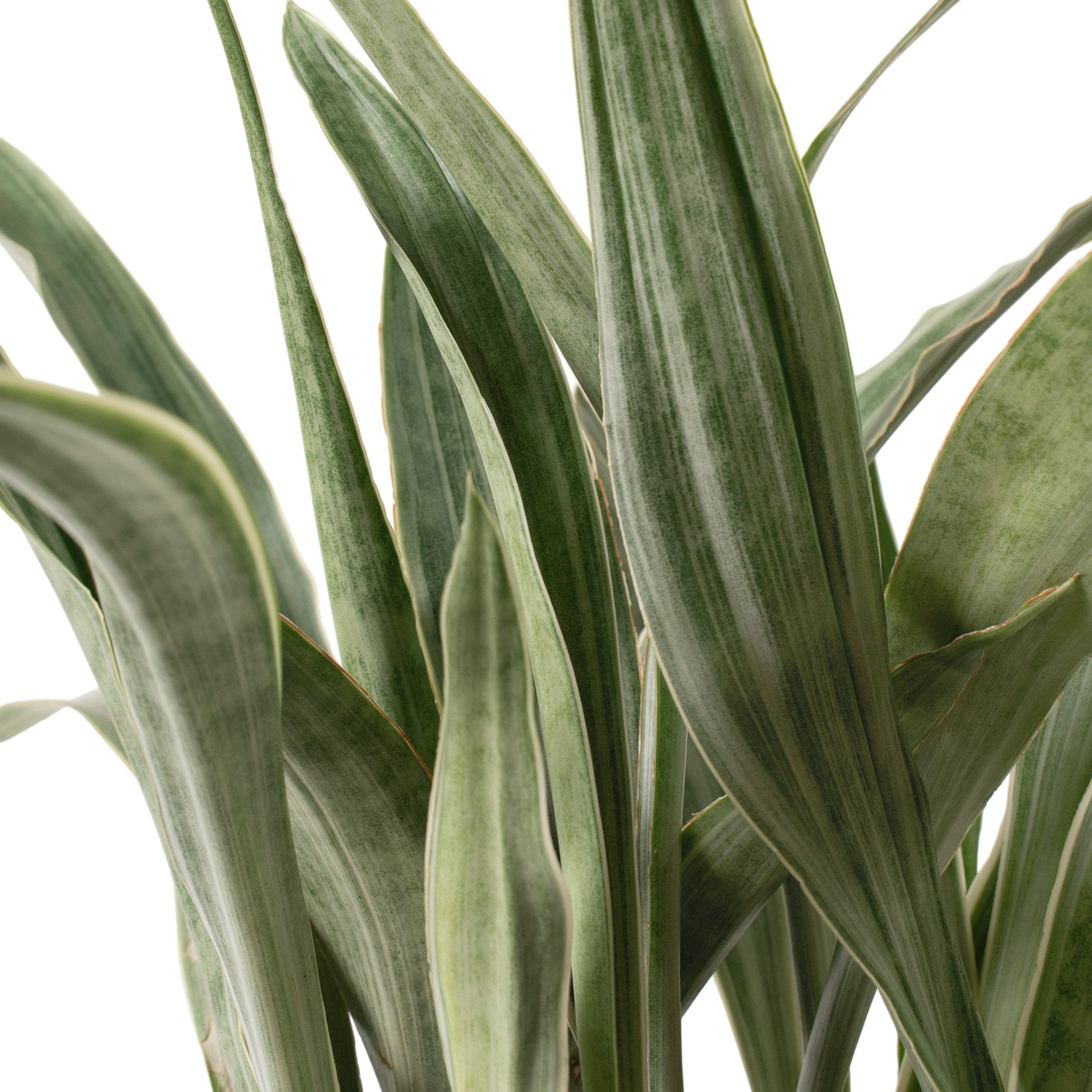 6 in. Sansevieria Sayuri Plant in Grower Container