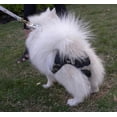 thumbnail image 4 of Female Dog Hygiene Nappy Physiological Heat Pants Reusable Breathable Underpants, 4 of 4