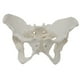 thumbnail image 5 of Modelo de esqueleto de pelvis femenina, modelo médico, , práctico y de , ideal para exhibición y aprendizaje profesional., 5 of 8