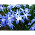 thumbnail image 2 of Snow Flower Bulbs - 10 Bulbs - Siberian Squill -Earliest Bloomer - Siberica Scilla Bulbs, 2 of 2