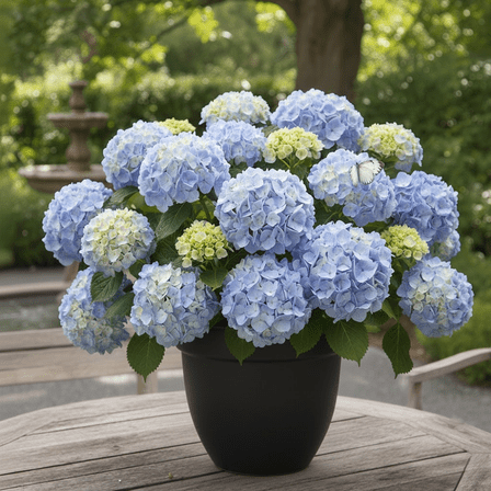 Live Hydrangea Blue Plant, Hardy Flower Shrub with Large Blue Blooms, Hydrangea Tree Live Plant in 2.5 Inches Pot, Ready to Grow in Outdoor Gardening