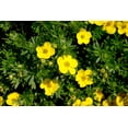 thumbnail image 4 of 2 Gallon Yellow Potentilla Flowering Shrub, 4 of 6
