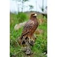 thumbnail image 3 of GOLDEN EAGLE, 3 of 5