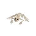 thumbnail image 1 of 8" Skeleton Frog Decoration, 1 of 1