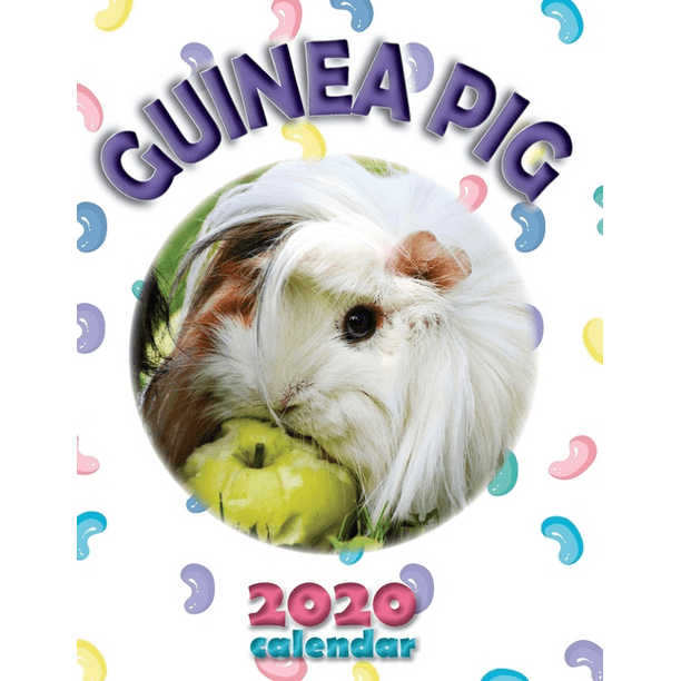 Guinea Pig 2020 Calendar (Paperback)