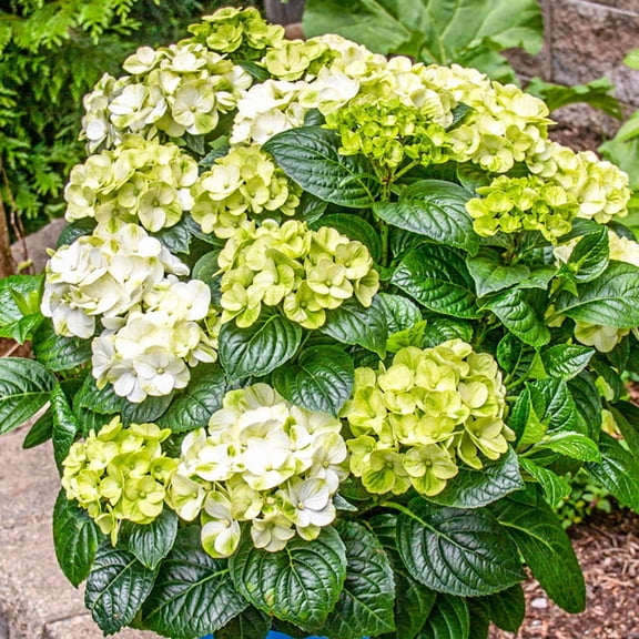 Direct Gardening Grin and Tonic Reblooming Hydrangea Dormant Bare Root Flowering Starter Shrub