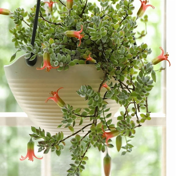 Cotyledon Pendens Succulents Plants Live, Cotyledon Pendens Plant, 4-7 inches in Height, 4 inch Pot for Indoor Houseplant