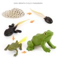 thumbnail image 3 of Simulación Animales Sunnimix Juguete Educativo Juego de Crecimiento de Insectos para Niños, 3 of 8
