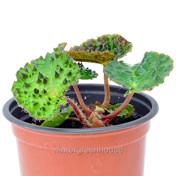 Begonia Ferox, Fierce Begonia - Pot Size: 3" (2.6x3.5") - House Plants, Shade Plants
