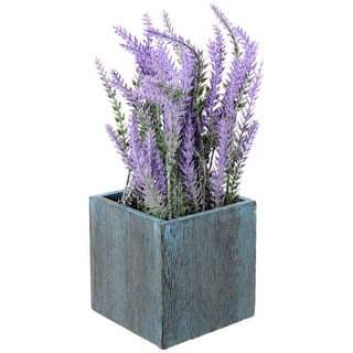  Lavender Plant Indoor