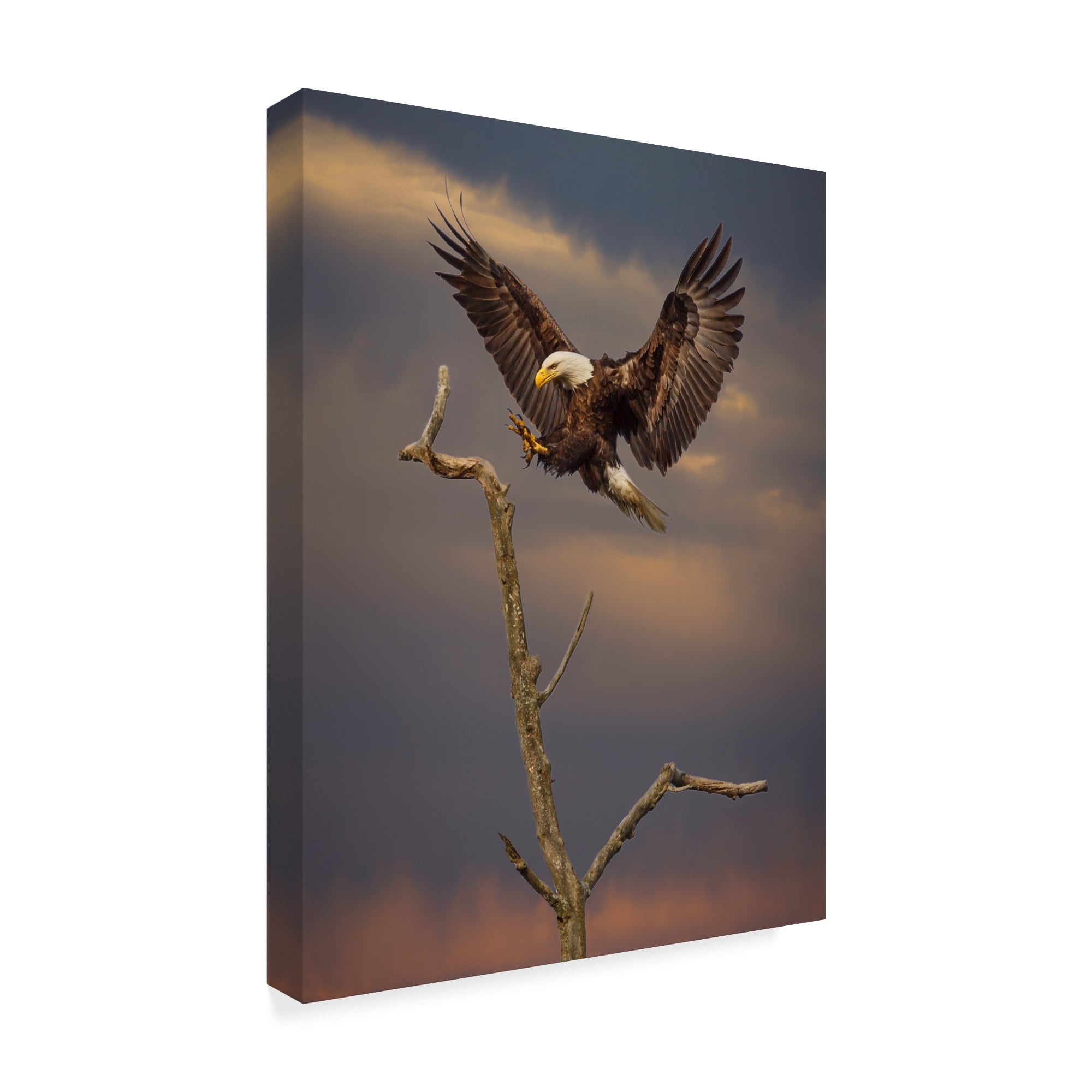 Trademark Fine Art 'Eagle Landing On Branch' Canvas Art by Galloimages Online