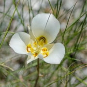 Earthcare Seeds - Sego Lily 25 Seeds (Calochortus nuttallii) Heirloom - Open pollinated
