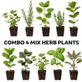 thumbnail image 2 of Pack 4 Mix Herb Live Plants, 4-8" Tall Fragrant Lemon Balm, Rosemary, Basil, Oregano and More Varieties Plants Herbs for Garden, Patio and Kitchen Growing, No Pot, Live Herbs Seedlings, 2 of 6