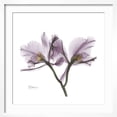 thumbnail image 2 of Art.com Orchid Lavender Premium Giclee Print by Albert Koetsier, White Frame Wall Art, 21" x 21", 2 of 5