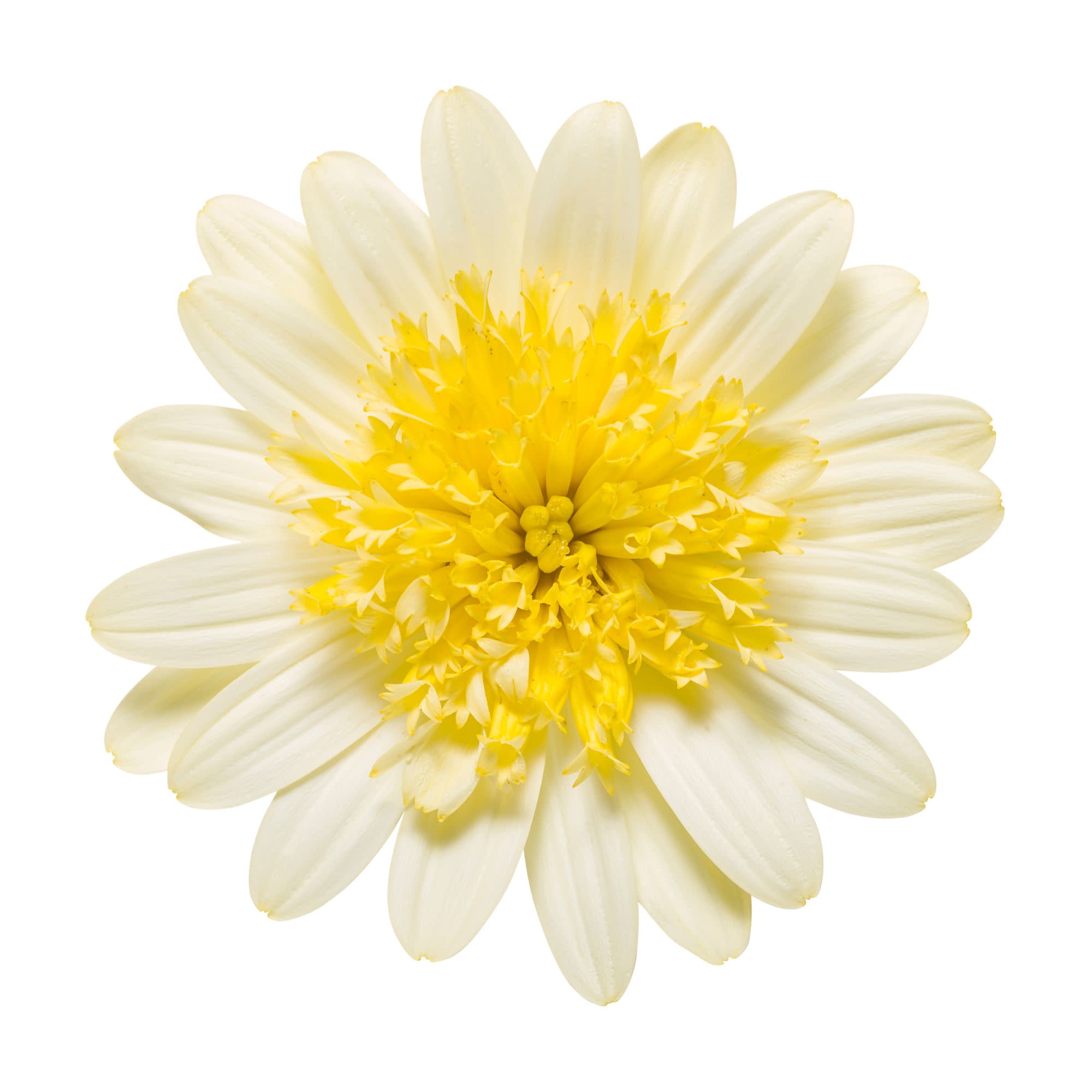 Proven Winners 4" Yellow Bright Lights Double Moonglow African Daisy Live Plant in 4.25" Pot (4 Count)