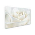 thumbnail image 2 of Trademark Fine Art Cora Niele Pure White Rose Canvas Wall Art - 16x24, 2 of 3