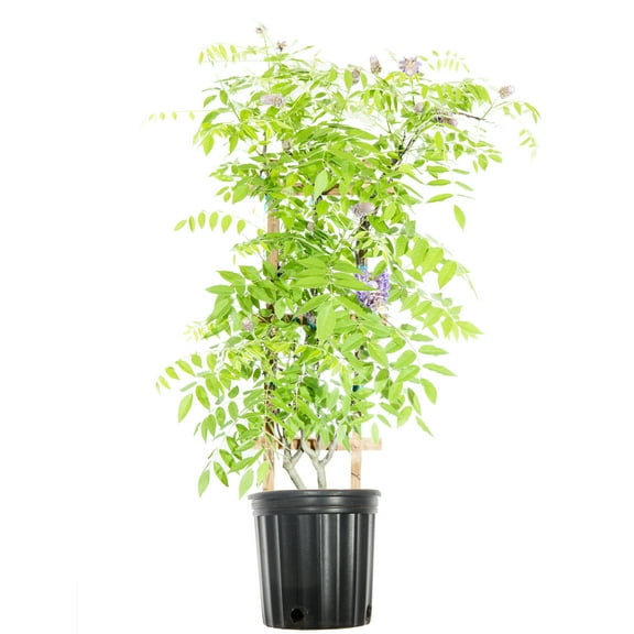 3 Gal. Amethyst Falls Wisteria - Purple Blooms - Perfect For Trellis or Arbor