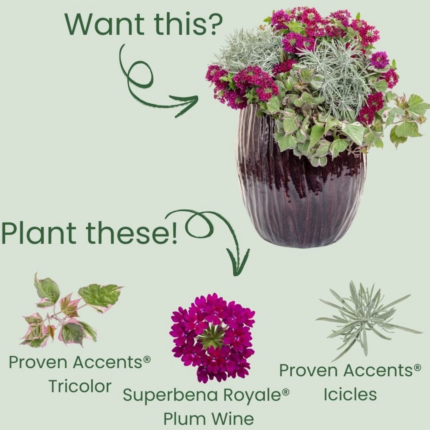 Proven Winners 4" Tricolor Sweet Potato Vine Live Plant in 4.25" Pot (4 Count)