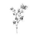 thumbnail image 2 of Knutsen, Conrad 12x14 White Modern Wood Framed Museum Art Print Titled - Neutral Washed Botanical I, 2 of 4