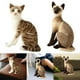 thumbnail image 1 of 2x juguetes para gatos, lindo relleno de escritorio, cómodo relleno de felpa de animales para , adultos, novia, regalo de cumpleaños Sesión Macarena Juguetes de peluche, 1 of 8
