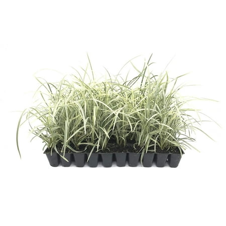 Aztec Grass - 15 Live Plants - Variegated Liriope Ophiopogon Intermedius Argenteomarginatus Evergreen Ground Cover