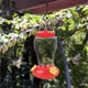 thumbnail image 1 of Comedero Para Colibríes De Jardín Plástico Botella En Forma De Linterna Comederos Para Colibríes Para Colgar Al Aire Libre Comedero Colgante Para Colibríes Con 3 Puertos De, 1 of 7