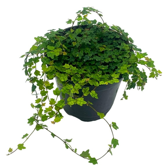BubbleBlooms Ficus Pumila Quercifolia, Oakleaf Creeping Fig Frogs Plant- 4 Inch