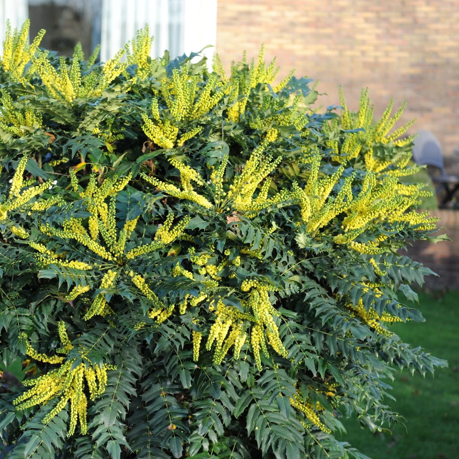 Expert Gardener 1-2' Mahonia Charity Live Tree in 1 gal. Grower Pot