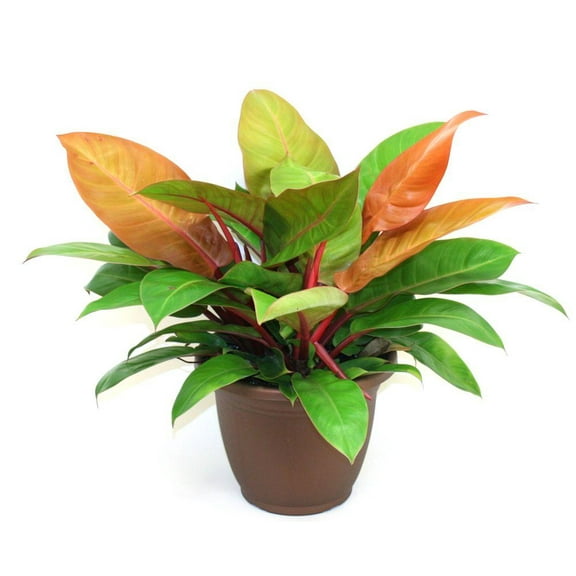 Philodendron Prince of Orange-Tropical Plant-Easy Care for Indoor Spaces  14" Pot
