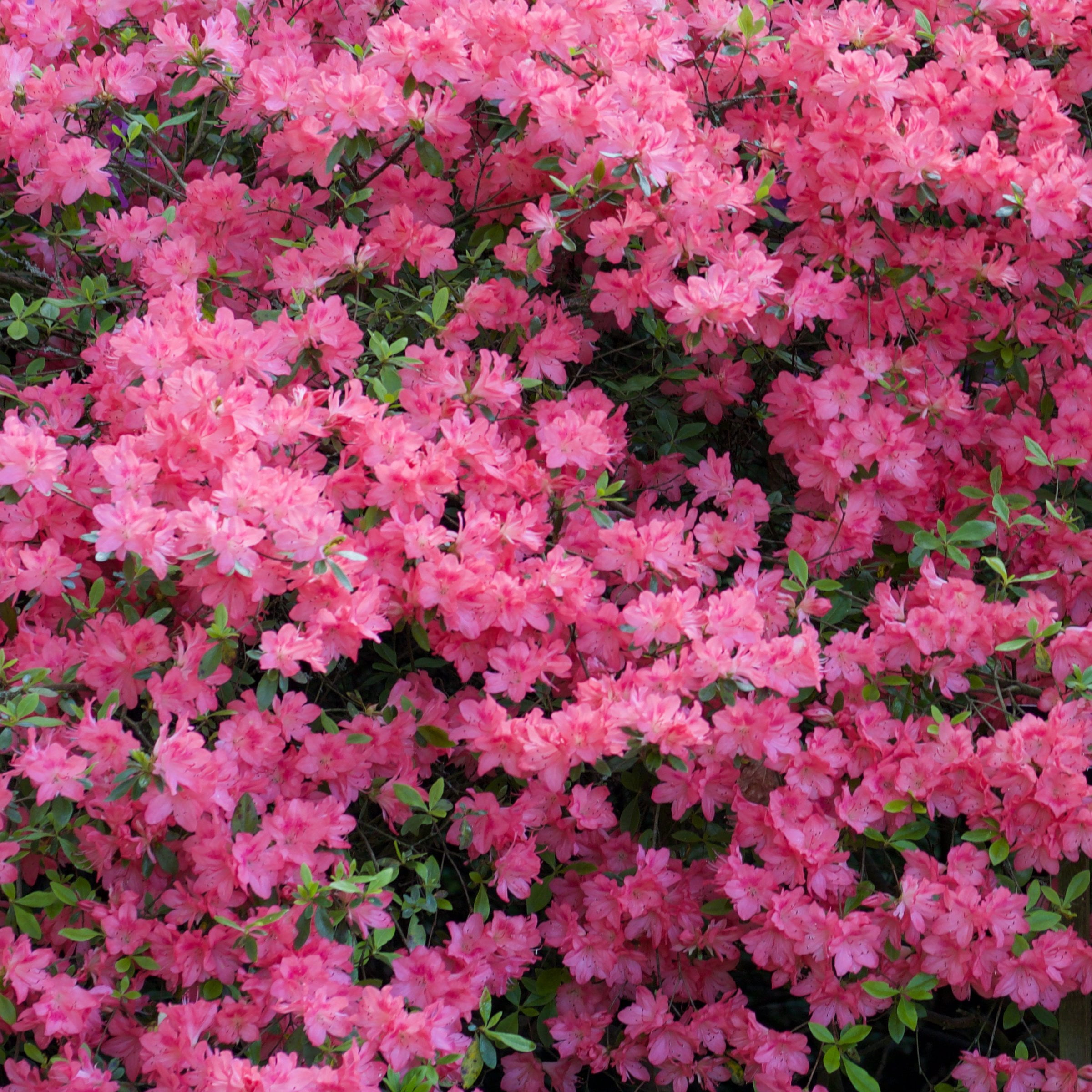 3 gal. Azalea Chinzan Flowering Shrub with Pink Blooms