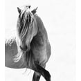 thumbnail image 2 of Walker, Carol 12x13 Black Ornate Wood Framed with Double Matting Museum Art Print Titled - BW Stunning Stallion, 2 of 4