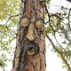 thumbnail image 4 of Decor Funny Garden Decor Tree Hugger Art Glow In The Dark Para Accesorios Creativos Al Aire Libre Speravity HA042792-02, 4 of 5