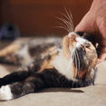 thumbnail image 4 of Cat Food Slices in Gravy - 3 Flavor 6 Can Sampler, (2) Each: Urinary Care, Adult Instinctive, Digest Sensitive (3 Ounces) MerlinsMart Zine + Catnip Toy | Royal Canin, 4 of 9