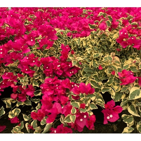 Bougainvillea Vine Plants, Raspberry ice Bougainvillea Plants Live for Outdoor Landscaping and Containers, 4-7 Inch Tall Well-Rooted, No Pot