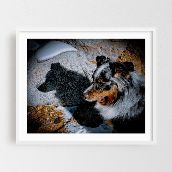 Soren Inyo's Shadow - Bishop California Photography Dog Animal Wildlife Snow Winter Nature Silhouette White Framed Wall Art Print 12 x 16 inches