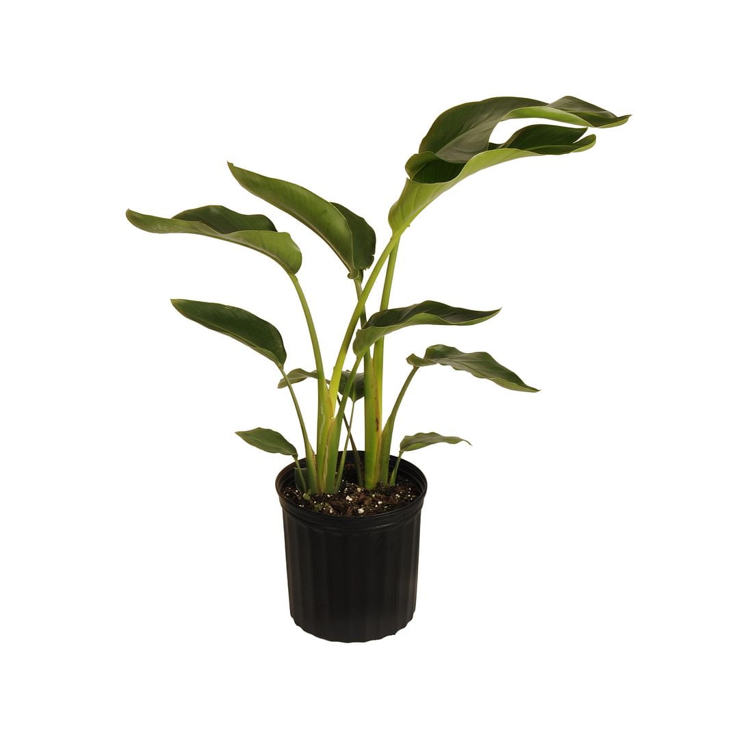United Nursery Live White Bird of Paradise Plant 26-32 inches Tall in 9.25-inch Grower Pot