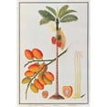 thumbnail image 2 of Penang Betle Nut Tree Poster Print by 19th C Anonymous (20 x 28), 2 of 2