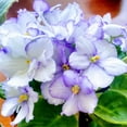 QAUZUY GARDEN 100 African DHF10 Violets Saintpaulias Seeds Premium