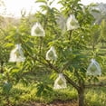 thumbnail image 6 of Fruit Protection Bags XL 7.9x11.8in Organza Drawstring White Insect Barrier Netting Pouches for Orchard Garden Farm Pest Prevention, 6 of 6