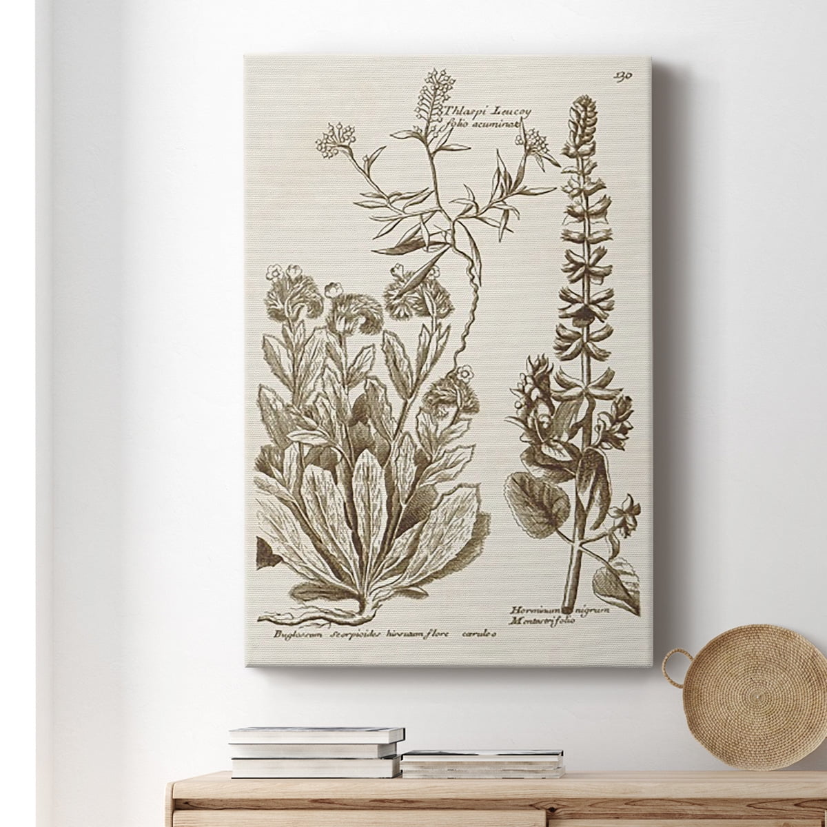 Sepia Botanical Journal IV Premium Gallery Wrapped Canvas - Ready to Hang