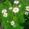 thumbnail image 2 of Mountain Valley Seed Company 500 German Chamomile Plant Seeds, Non GMO Heirloom, 2 of 2