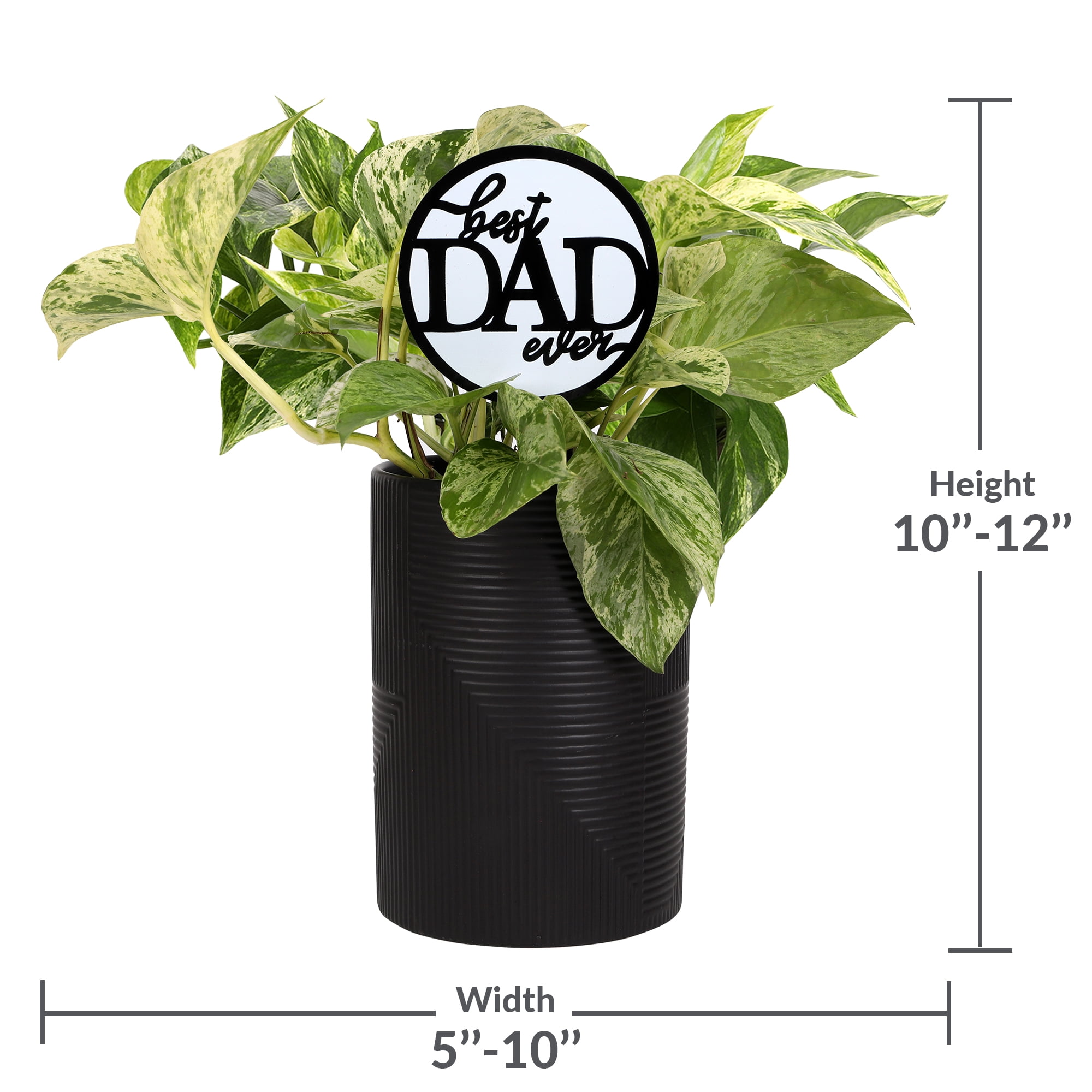 Green Circle Growers 5in Pothos in Ceramic Pot - Best Dad Ever Pick