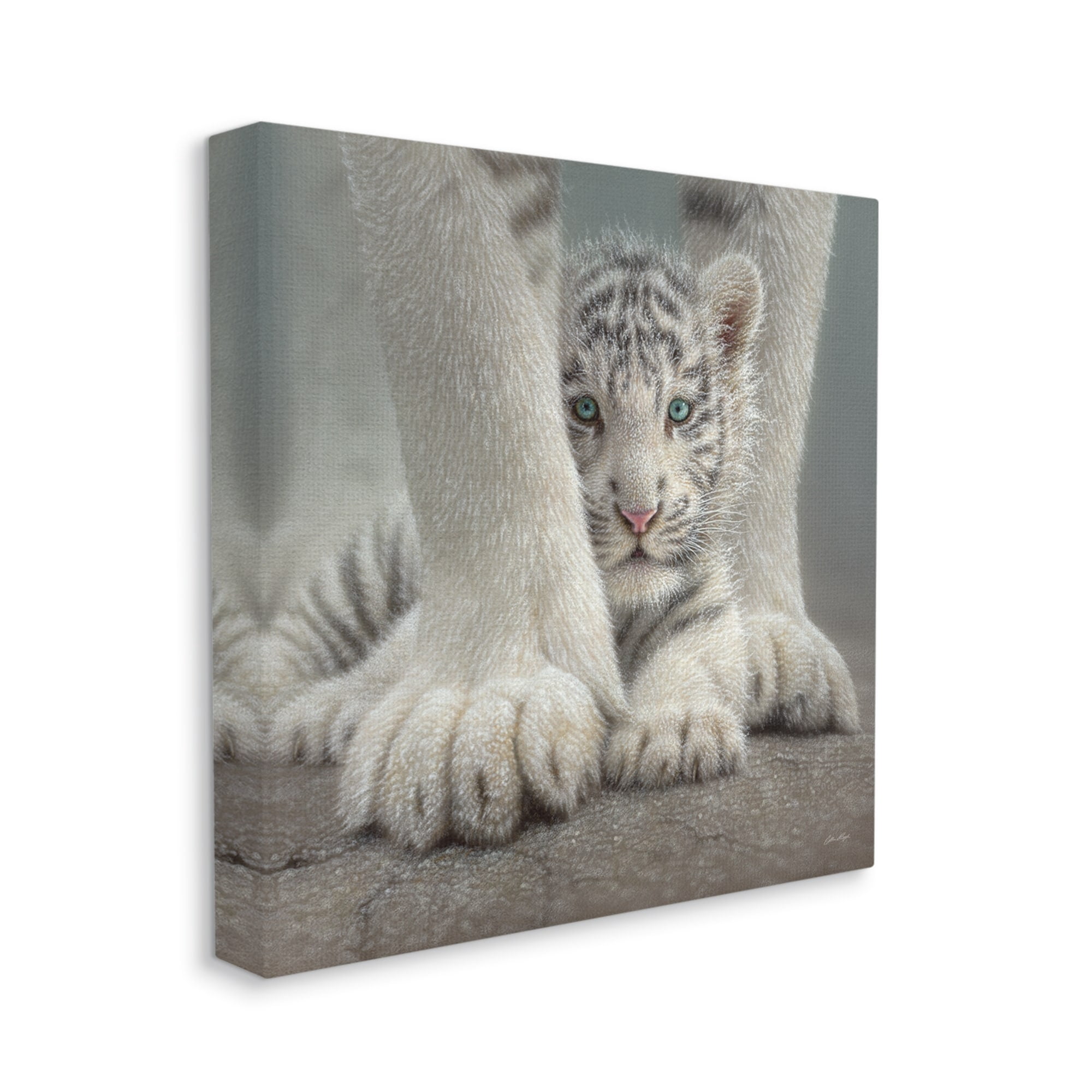 Stupell Industries Adorable Fuzzy Tiger Baby White Bengal With Mother Close Up , 36 x 36, Design by Collin Bogle